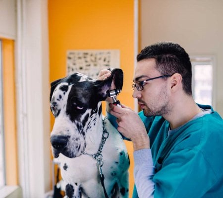 veterinary medicine